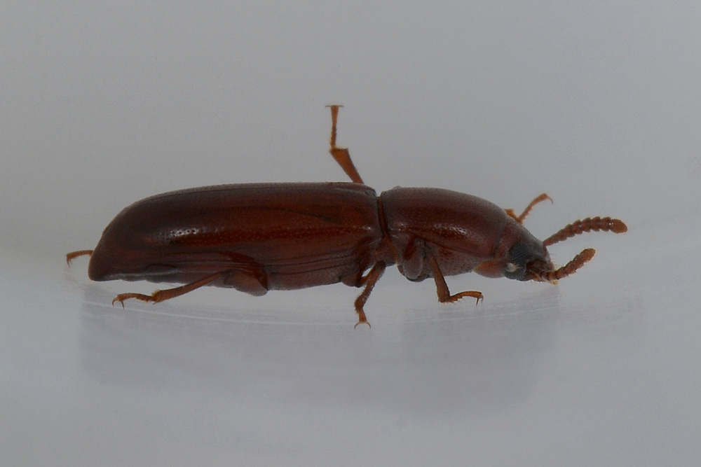 Corticeus unicolor